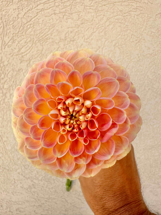 Crichton Honey dahlia - Pedaling Petals