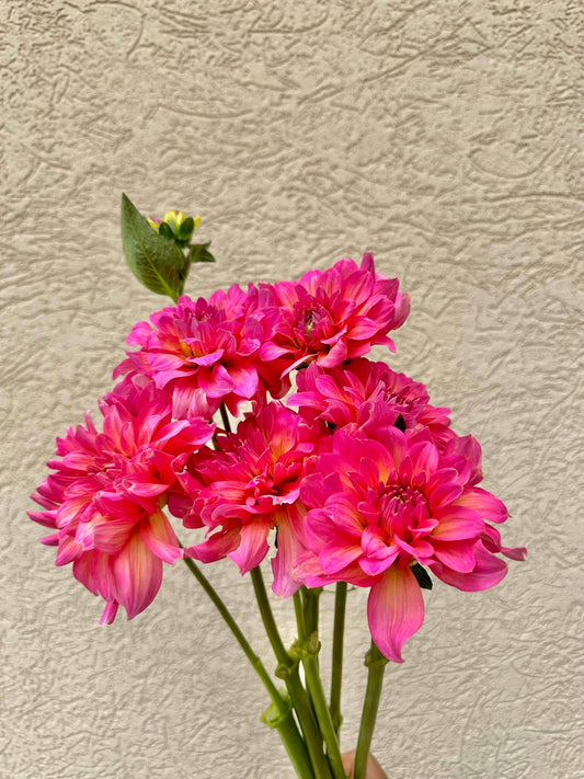 Excentric Dahlia tuber - Pedaling Petals