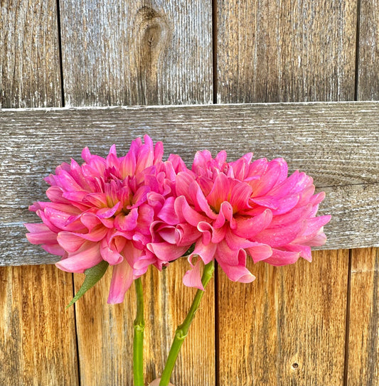 Excentric Dahlia tuber - Pedaling Petals
