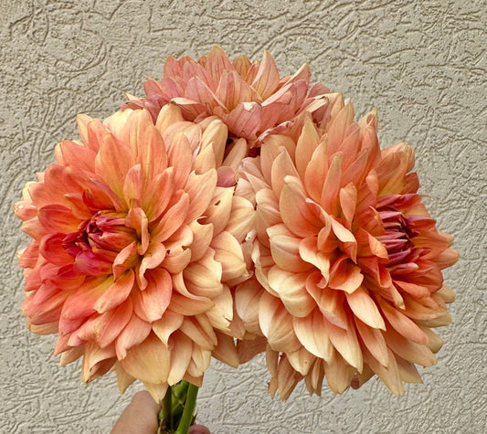 Fawn dahlia cutting - Pedaling Petals