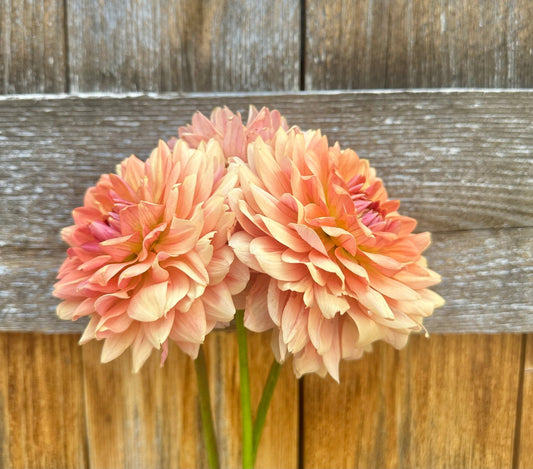 Fawn dahlia cutting - Pedaling Petals