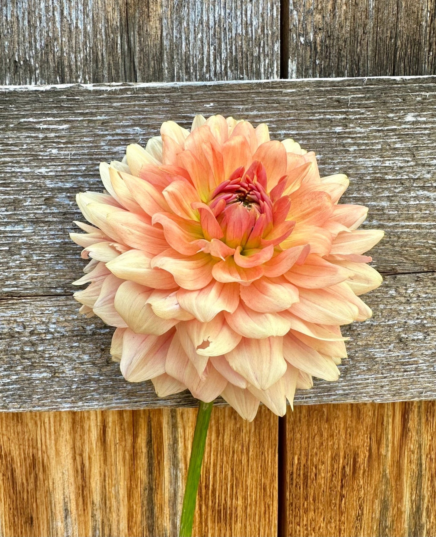 Fawn dahlia cutting - Pedaling Petals