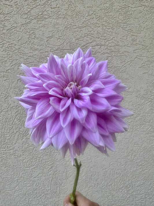Ferncliff Inspiration dahlia tuber - Pedaling Petals