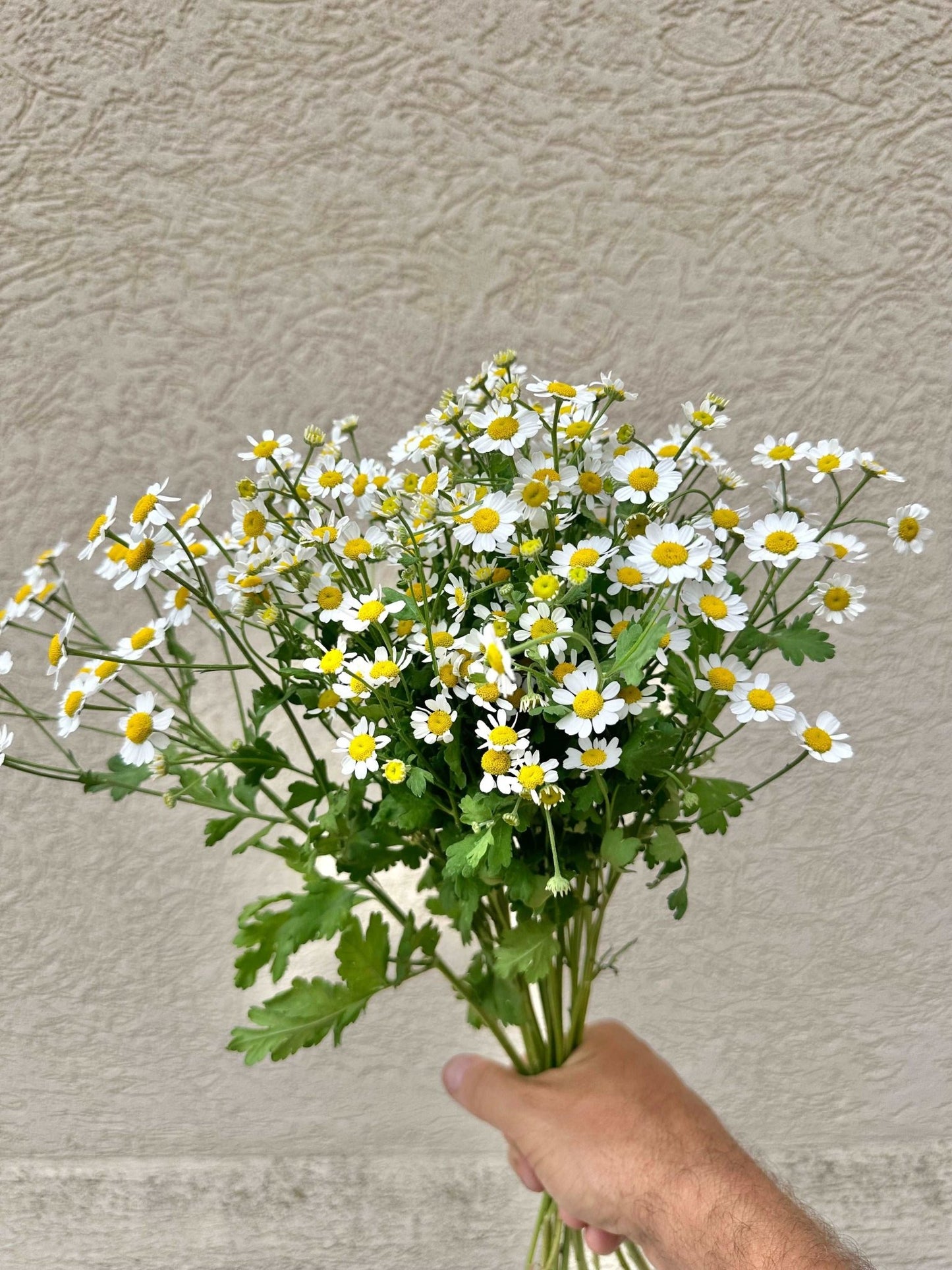 Feverfew flower bunch - Pedaling Petals