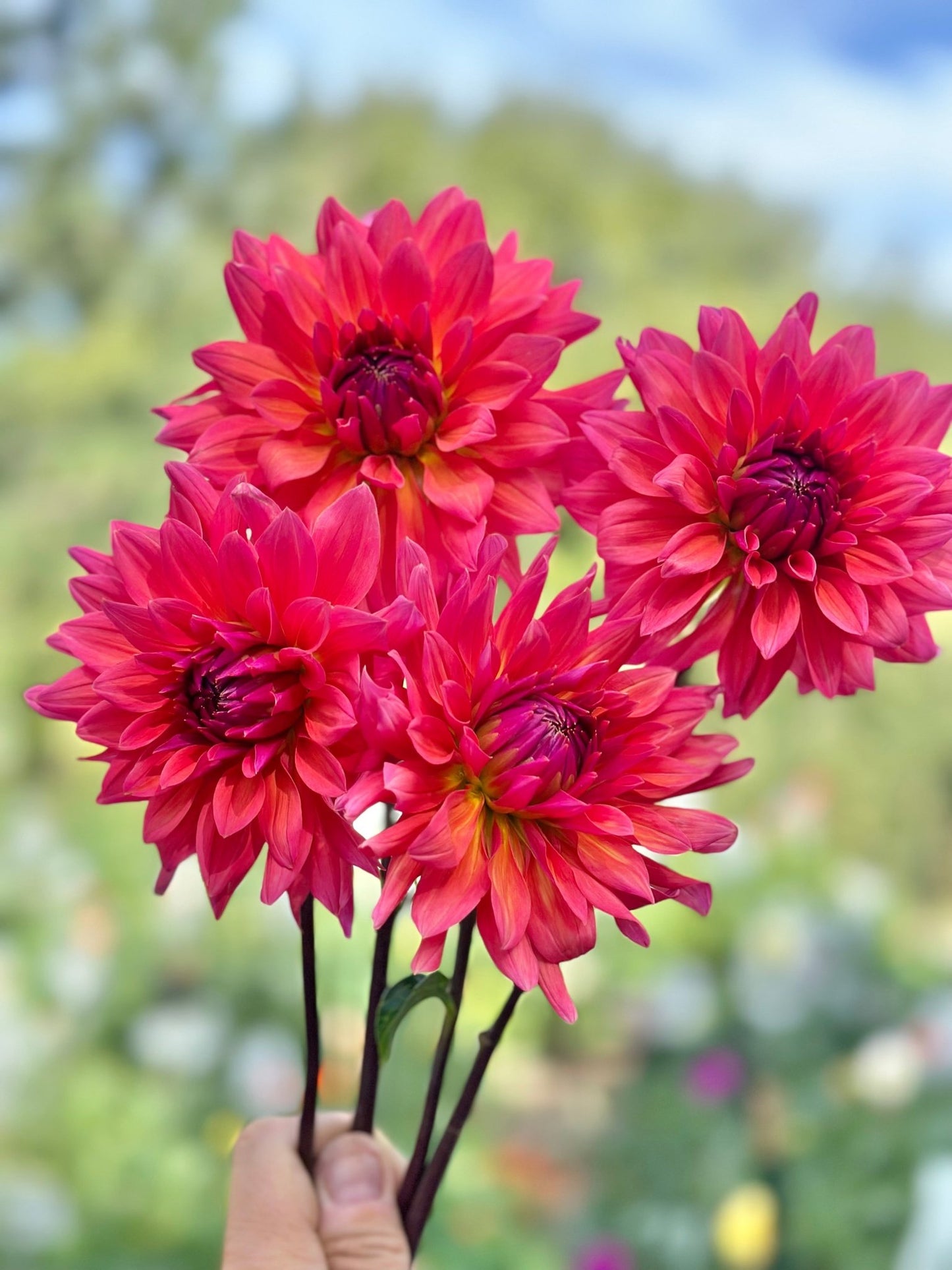 Fire Magic Dahlia tuber - Pedaling Petals