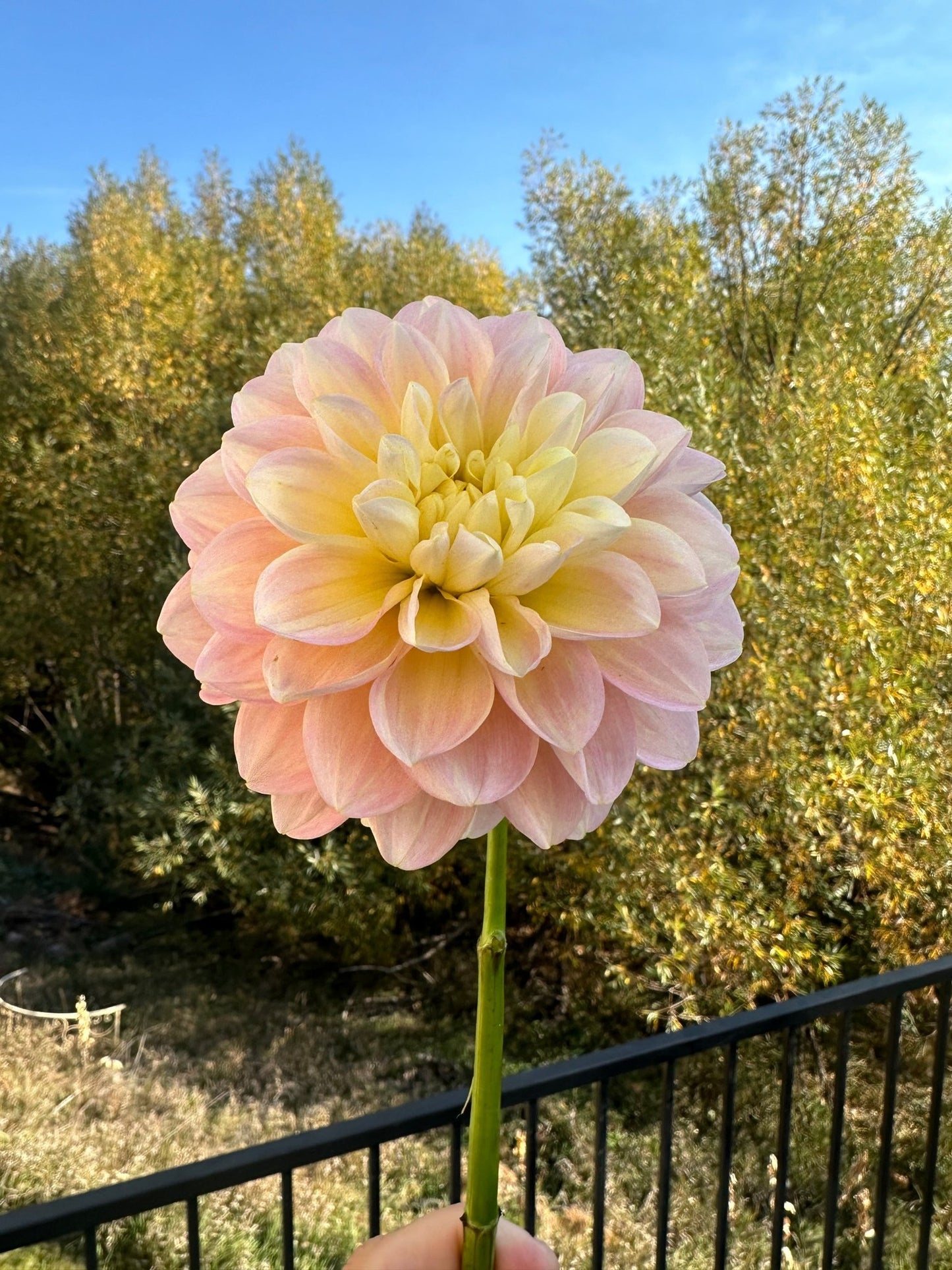 Gabbie's Wish Dahlia - Pedaling Petals