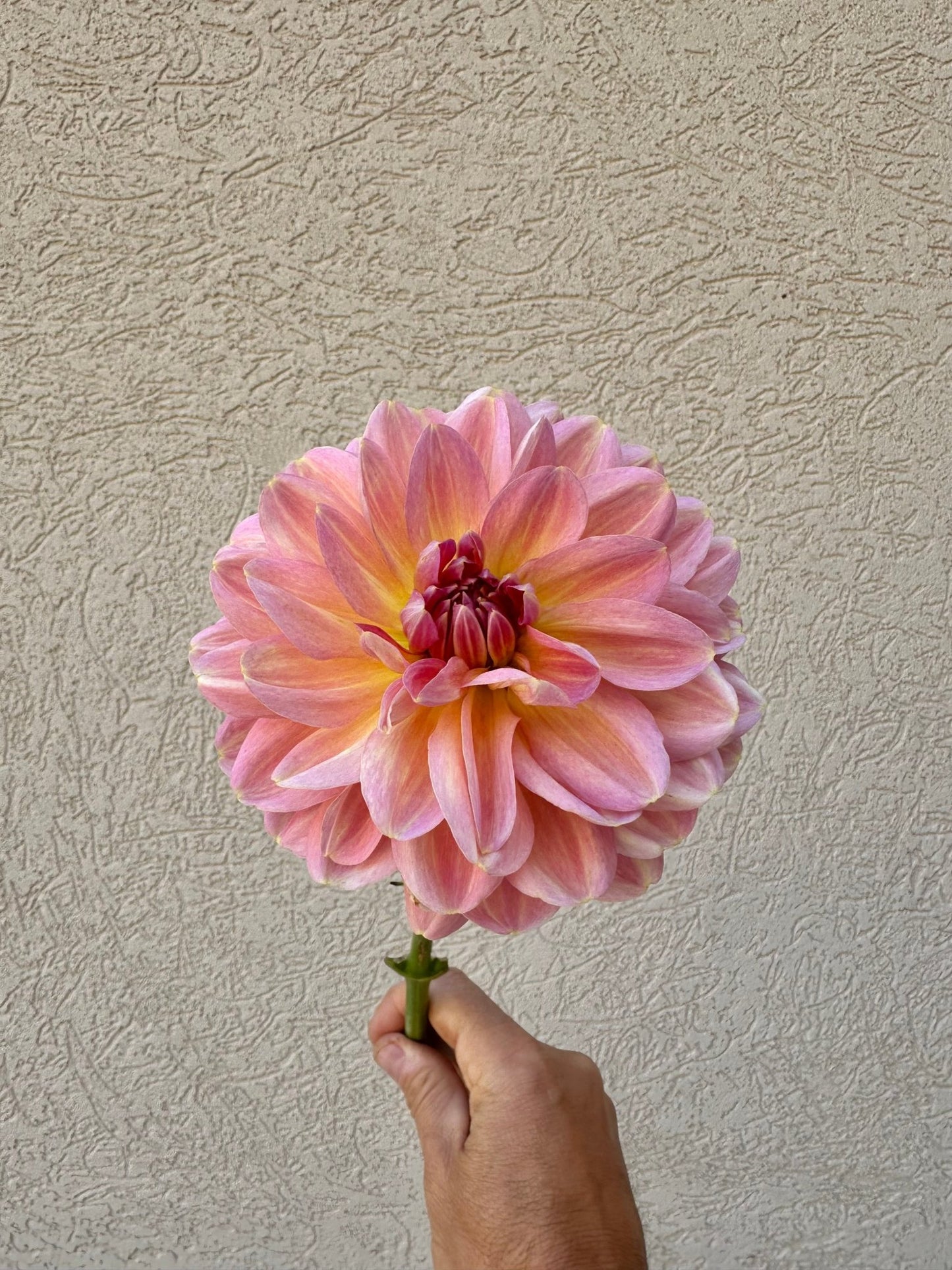 Hapet Old Charm dahlia cutting - Pedaling Petals