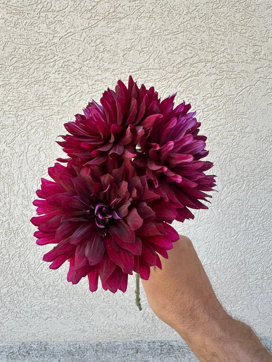 Hollyhill Black Beauty dahlia - Pedaling Petals