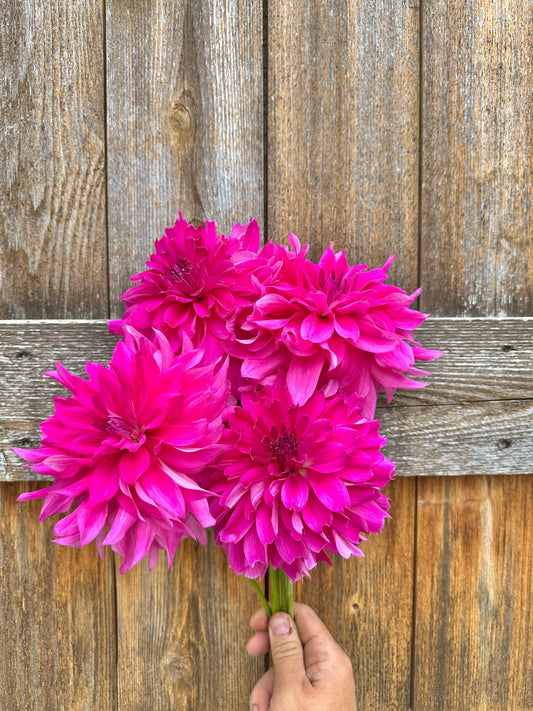 I'm a Hottie Dahlia tuber 5 pack - Pedaling Petals