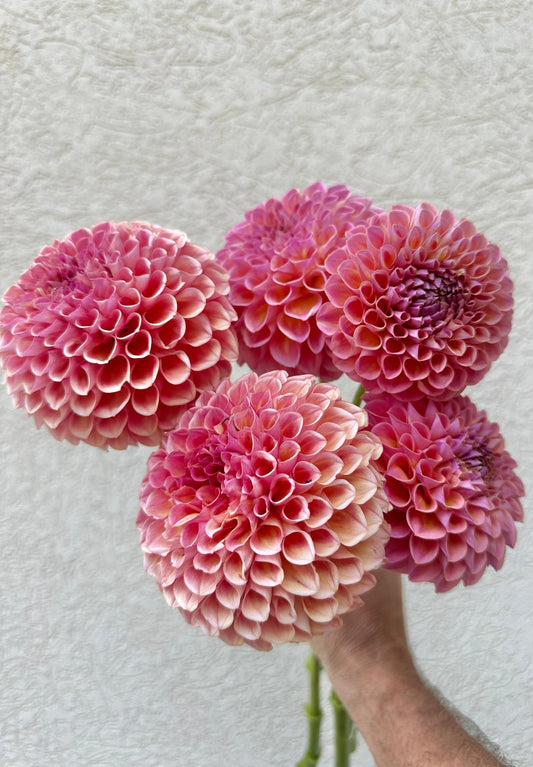 Jowey Winnie dahlia - Pedaling Petals