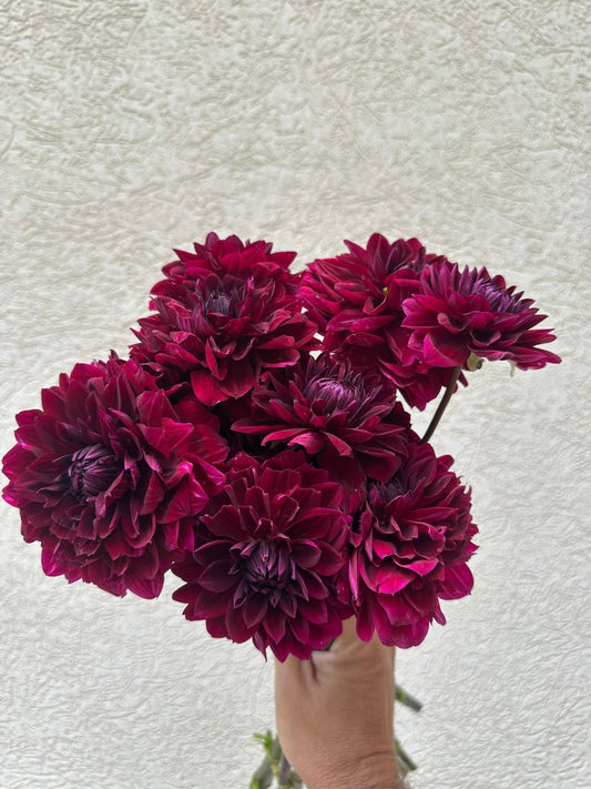 Kaisha Lea dahlia tuber - Pedaling Petals