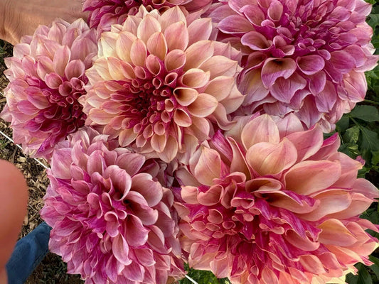 KA's® Cafe Mauve dahlia tuber - Pedaling Petals