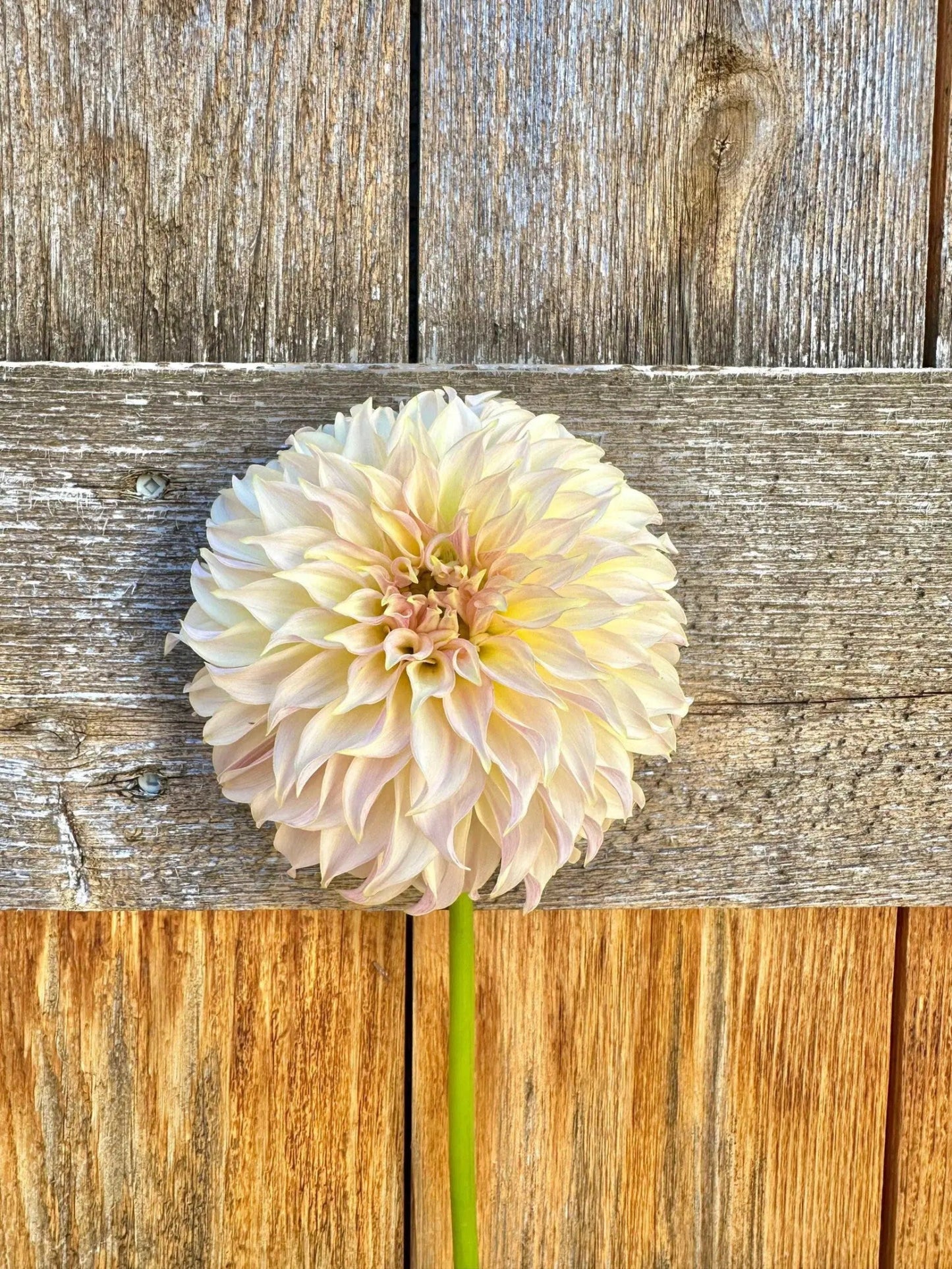 KA's® Champagne dahlia tuber - Pedaling Petals