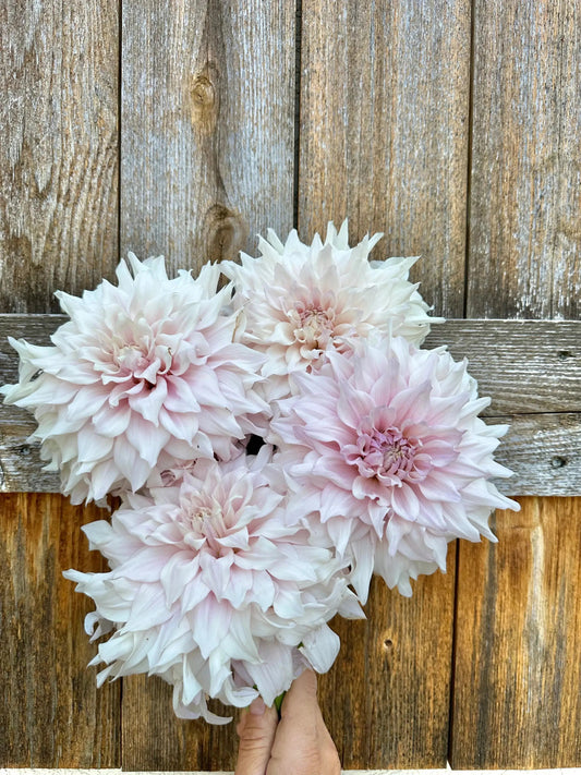 KA's® Chiffon dahlia tuber - Pedaling Petals