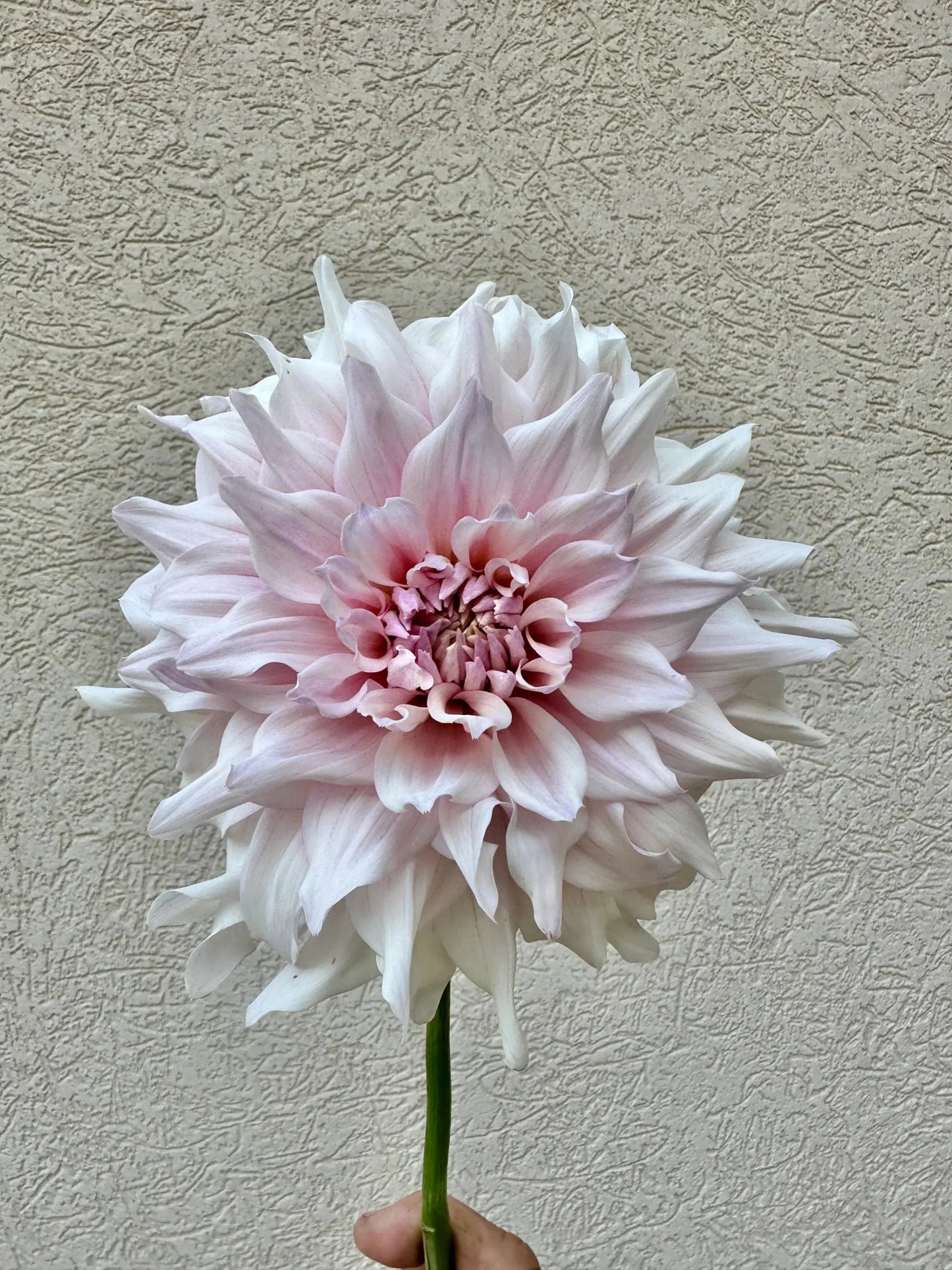 KA's® Chiffon dahlia tuber - Pedaling Petals
