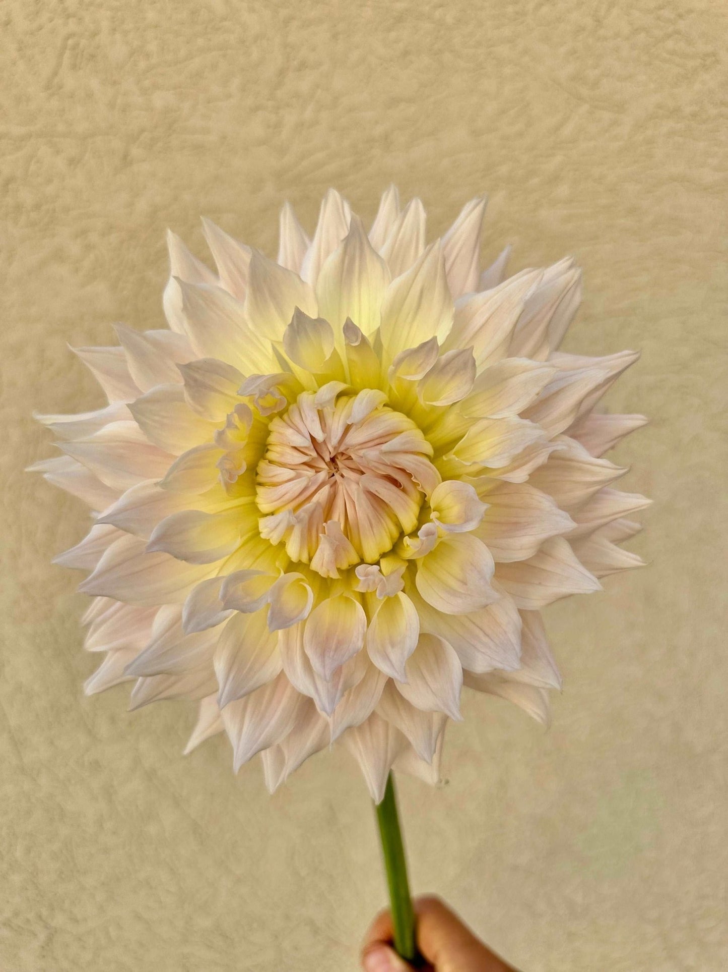 KA's® Cloud dahlia tuber - Pedaling Petals