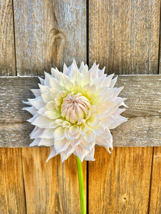 KA's® Cloud dahlia tuber - Pedaling Petals