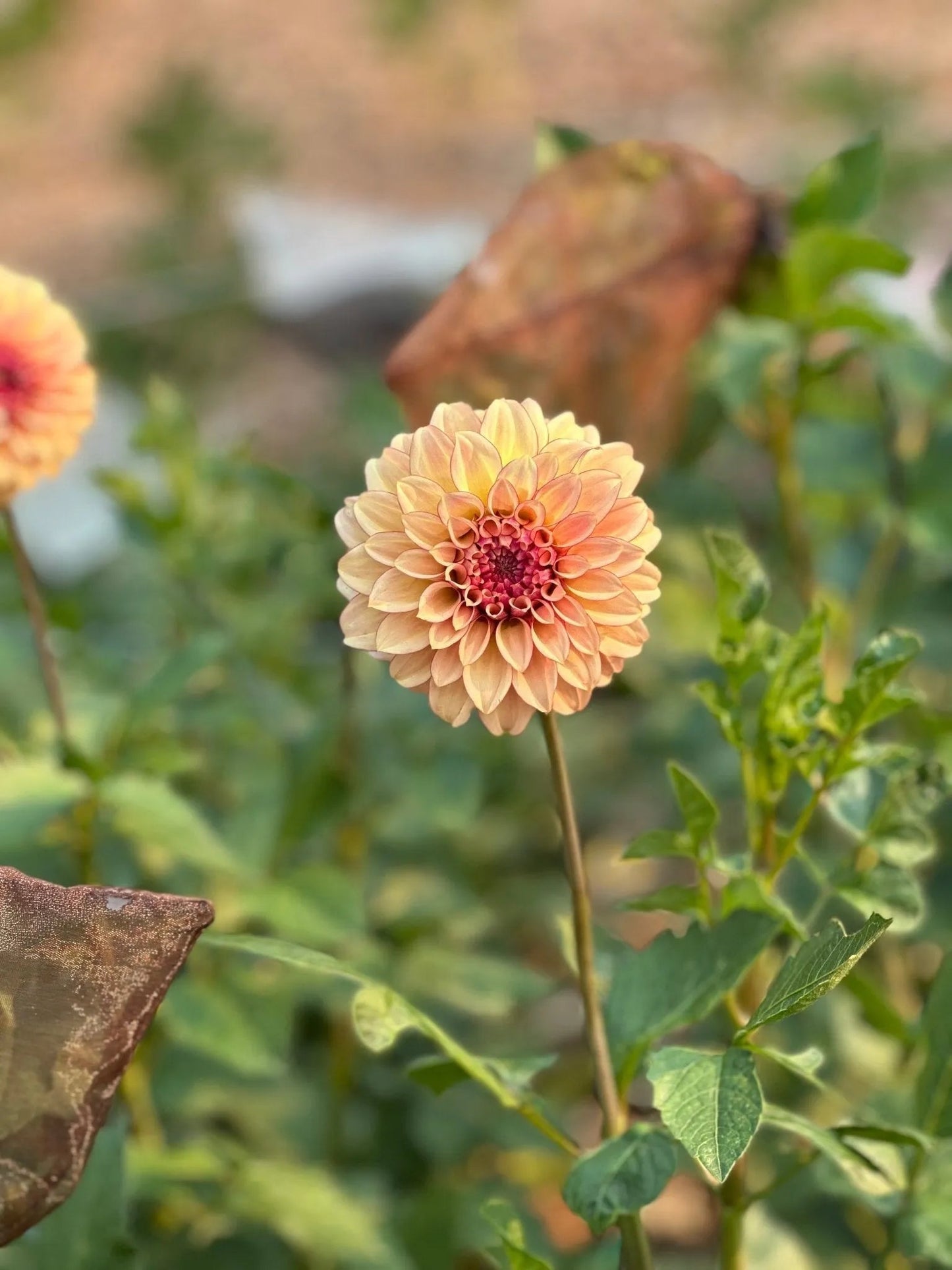 KA's® Crème Brûlée dahlia tuber - Pedaling Petals
