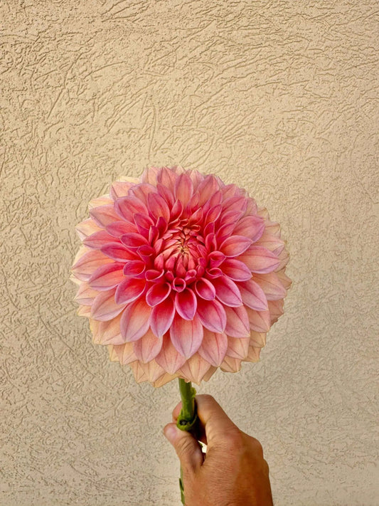 KA's® Desert Rose dahlia tuber - Pedaling Petals