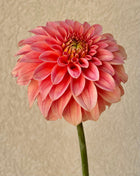 KA's® Guava dahlia cutting