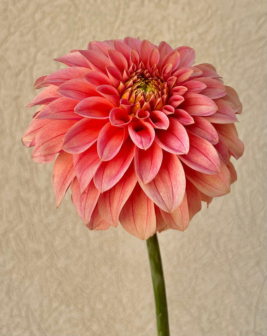 KA's® Guava dahlia cutting - Pedaling Petals
