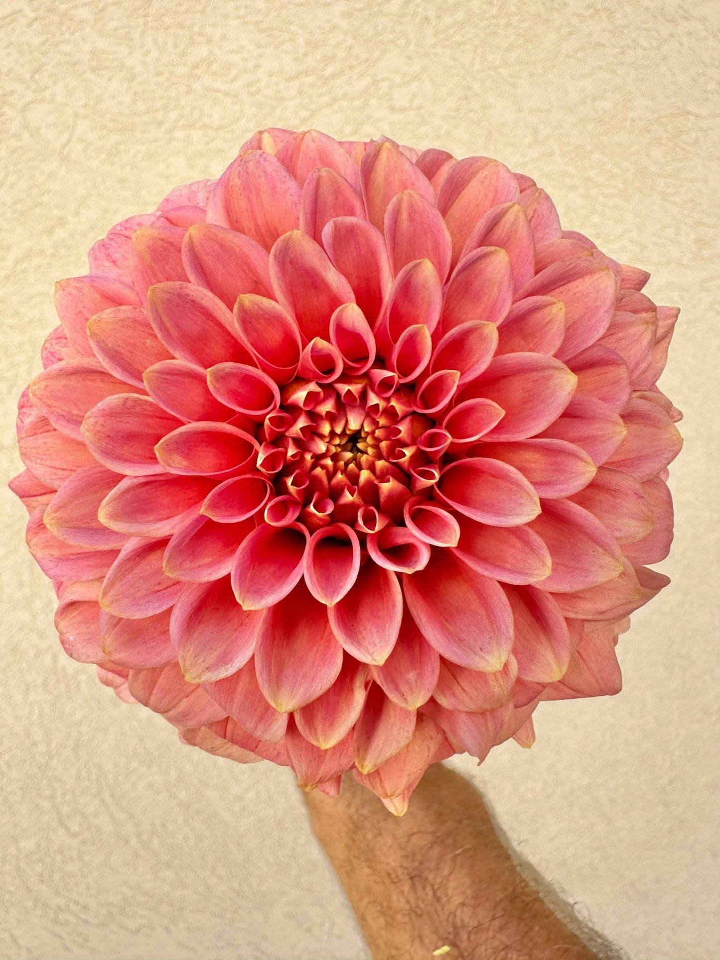 KA's® Guava dahlia cutting - Pedaling Petals