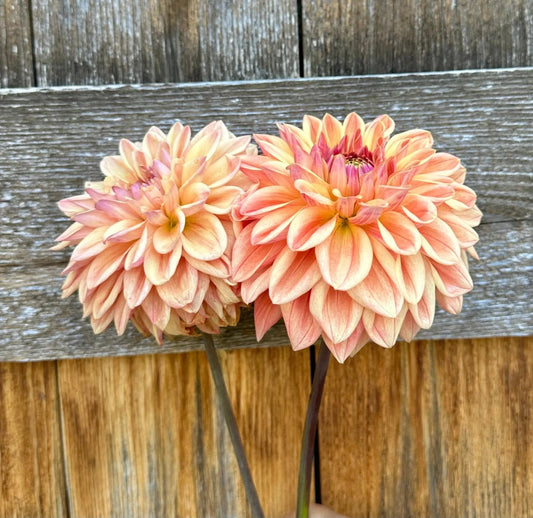 KA's® HONI dahlia tuber - Pedaling Petals