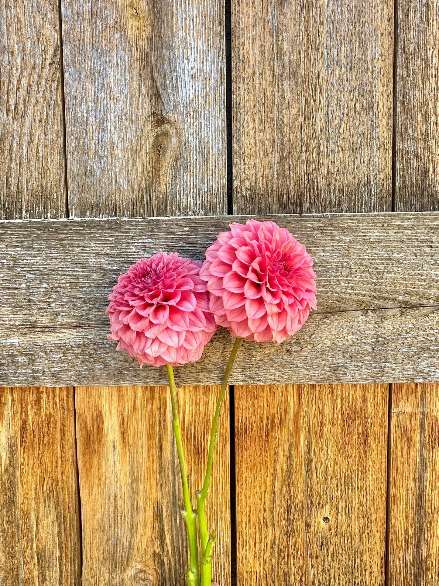 KA's® Keltie Rose dahlia tuber - Pedaling Petals