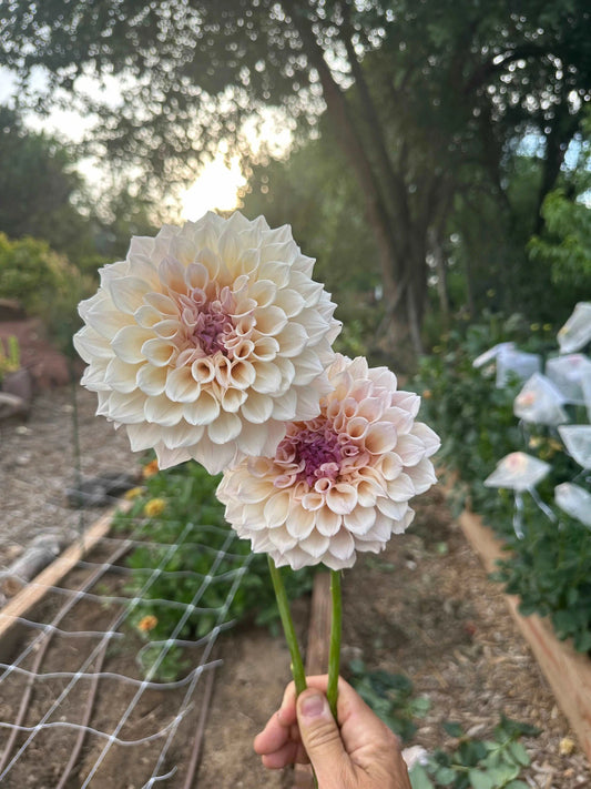 KA's® Pearl dahlia tuber - Pedaling Petals