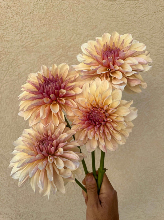 KA's® Penny Lane dahlia cutting - Pedaling Petals