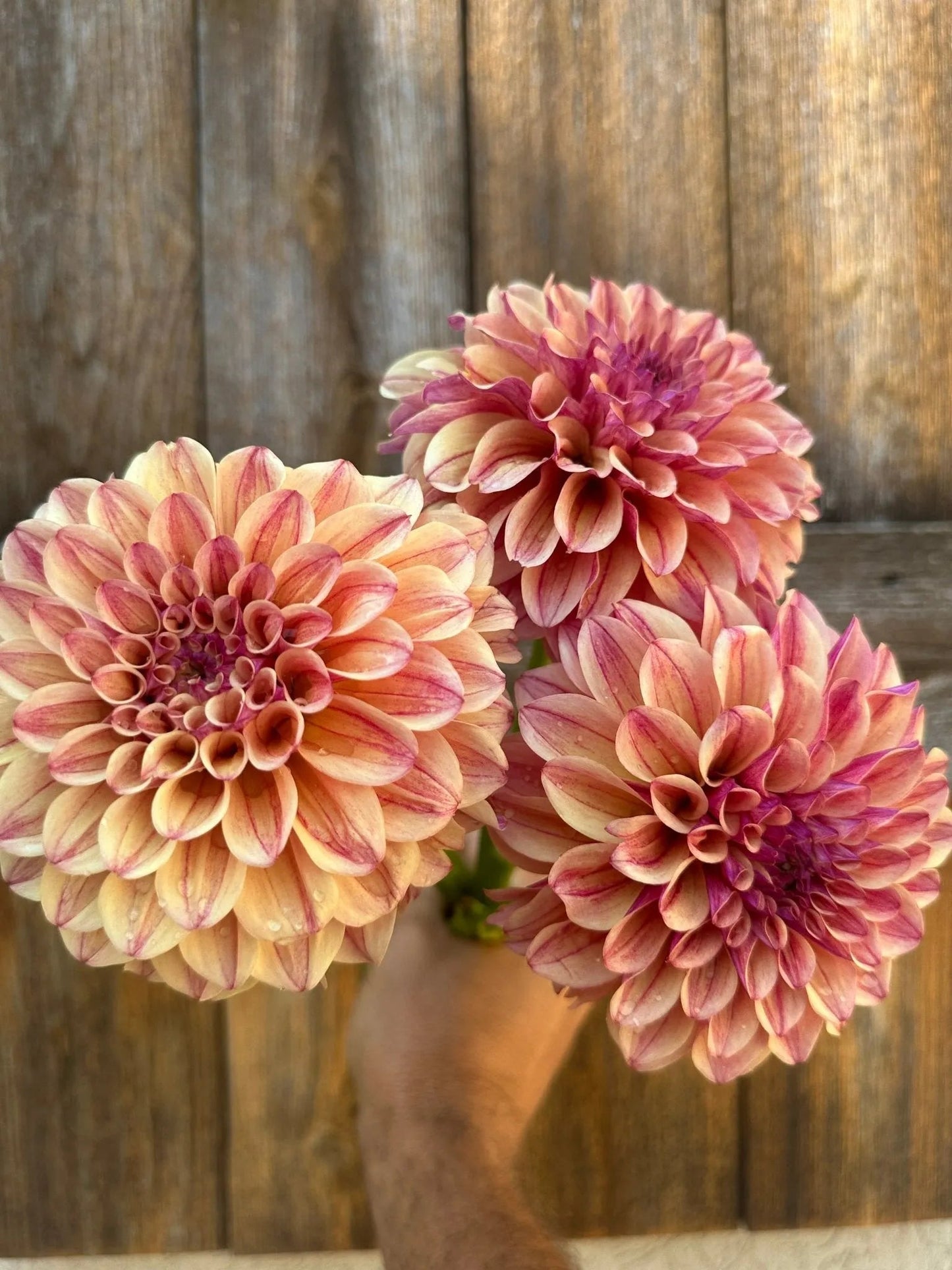 KA's® Rhubarb dahlia tuber - Pedaling Petals