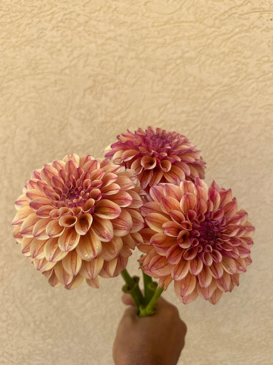 KA's® Rhubarb dahlia tuber - Pedaling Petals