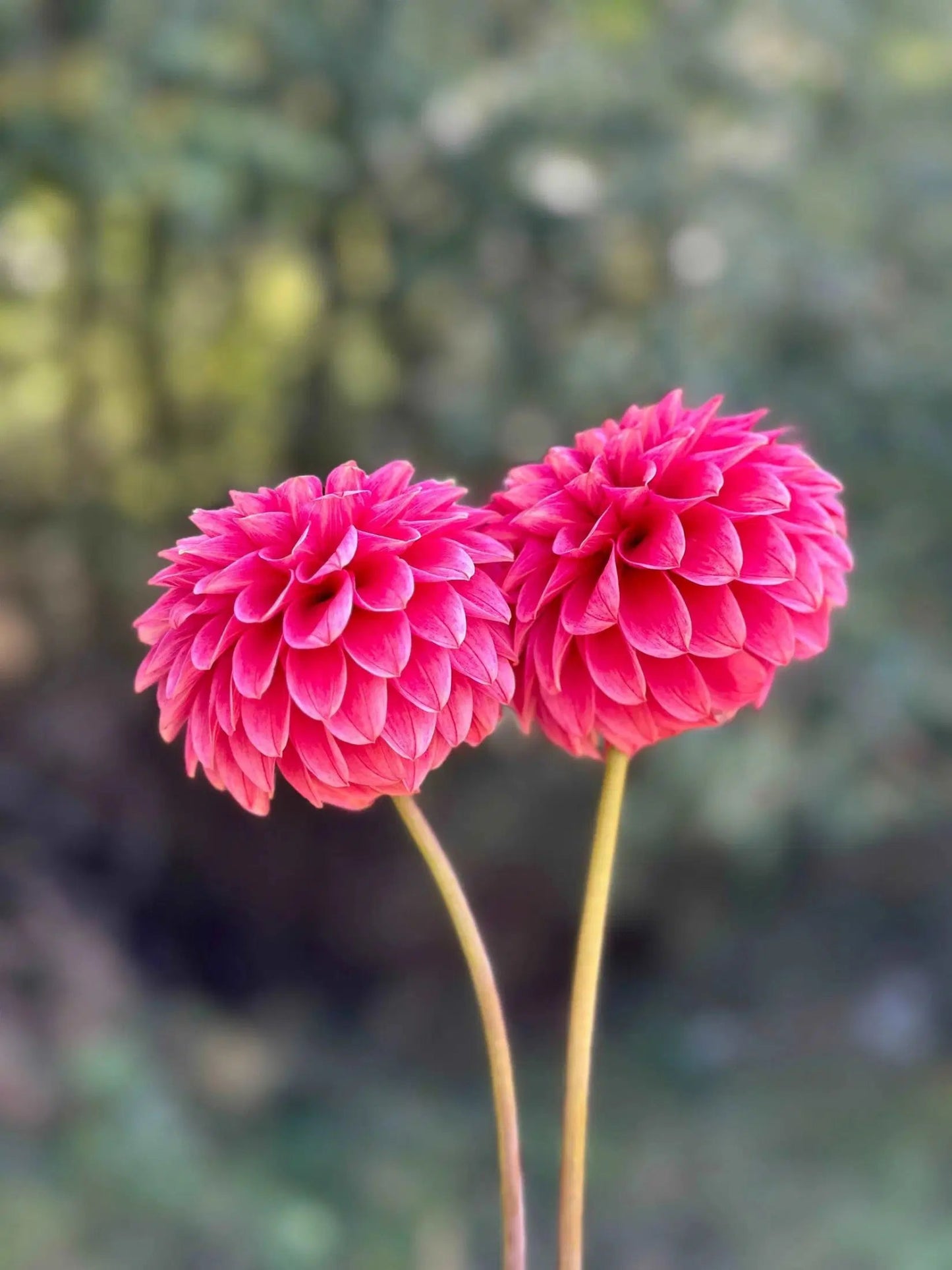 KA's® Rosie Jo dahlia tuber - Pedaling Petals