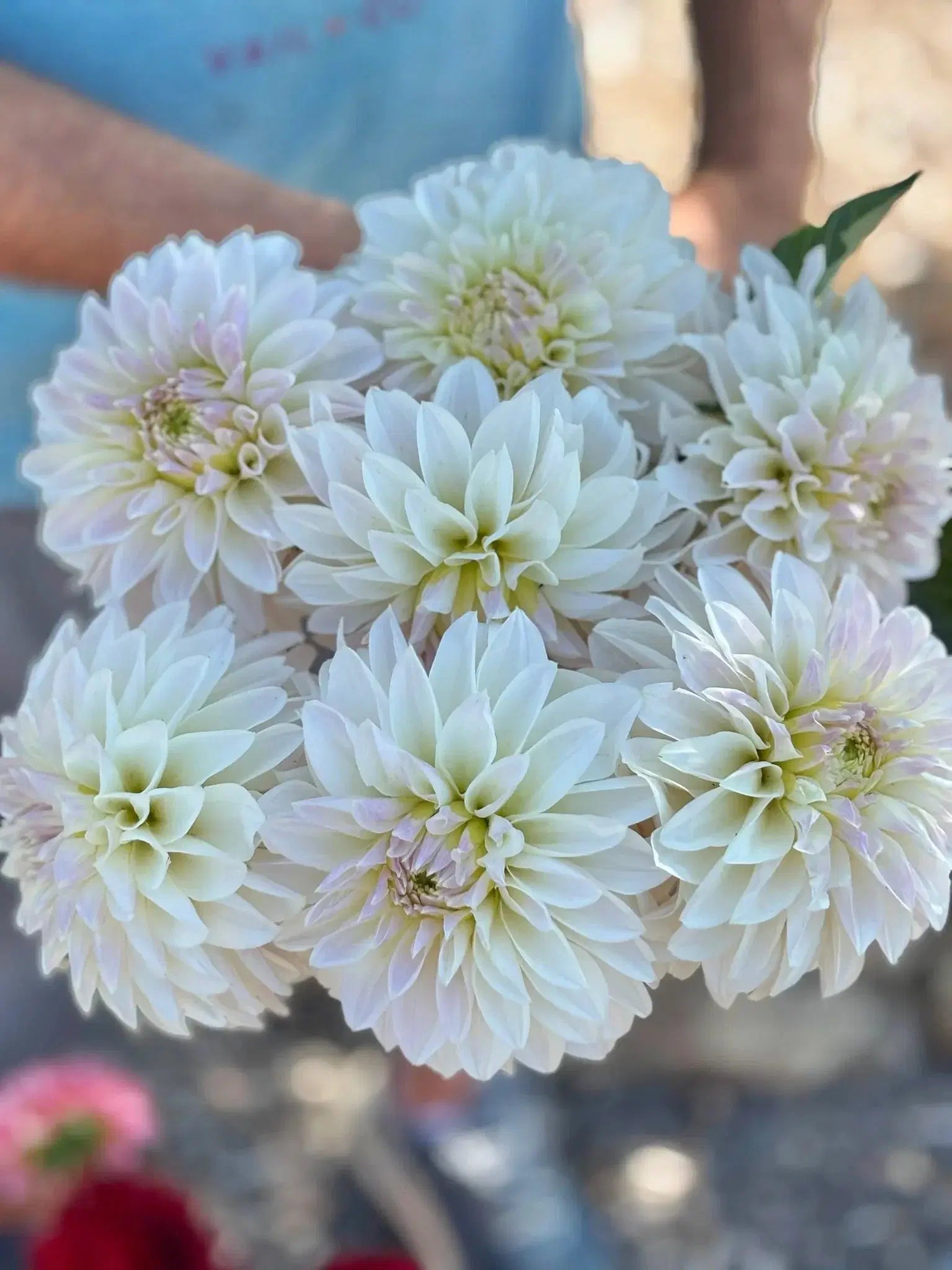 KA's® Snow Jo dahlia tuber - Premium blooms – Pedaling Petals
