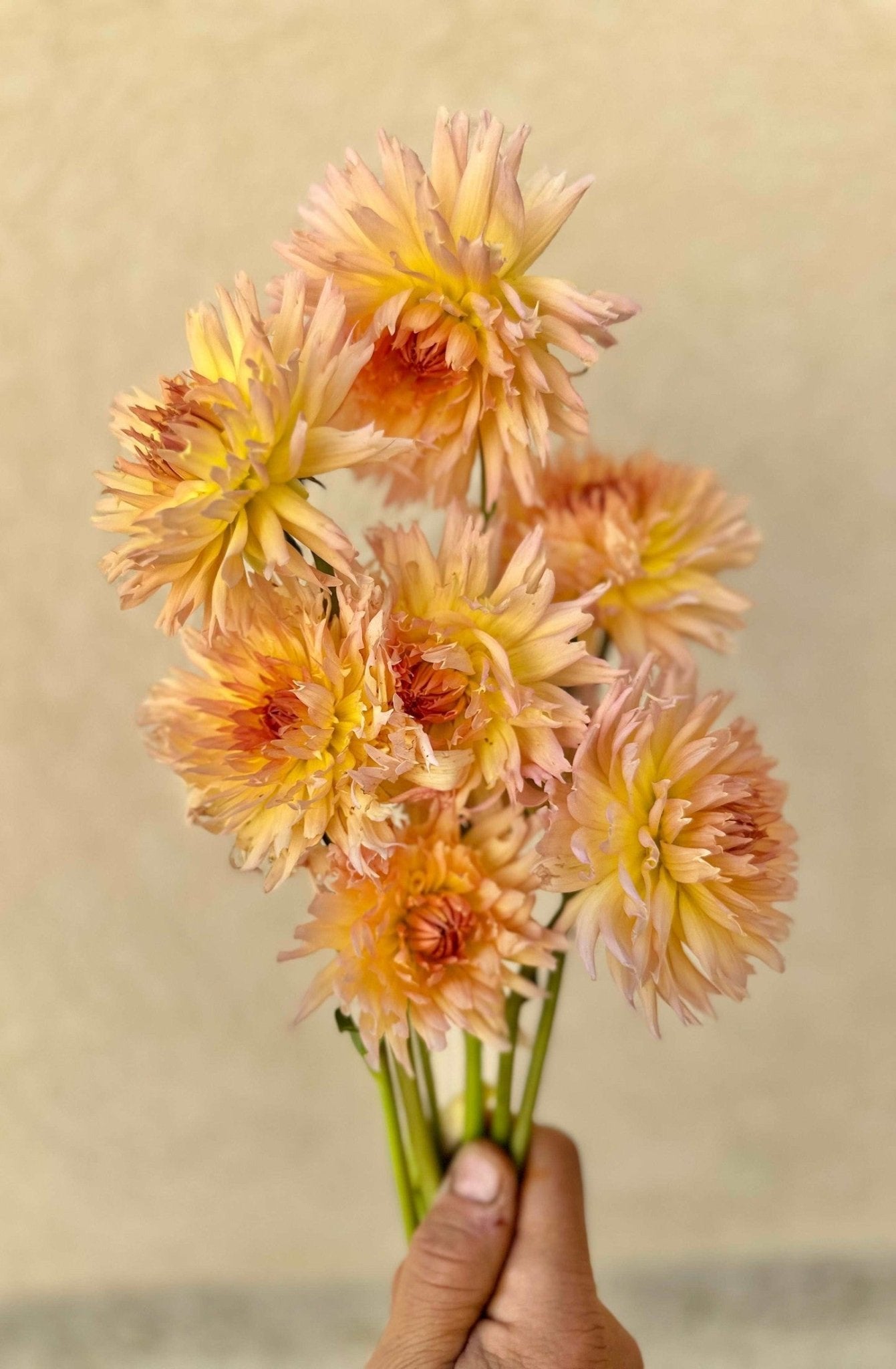 Lakeview Peach Fuzz dahlia tuber - Pedaling Petals