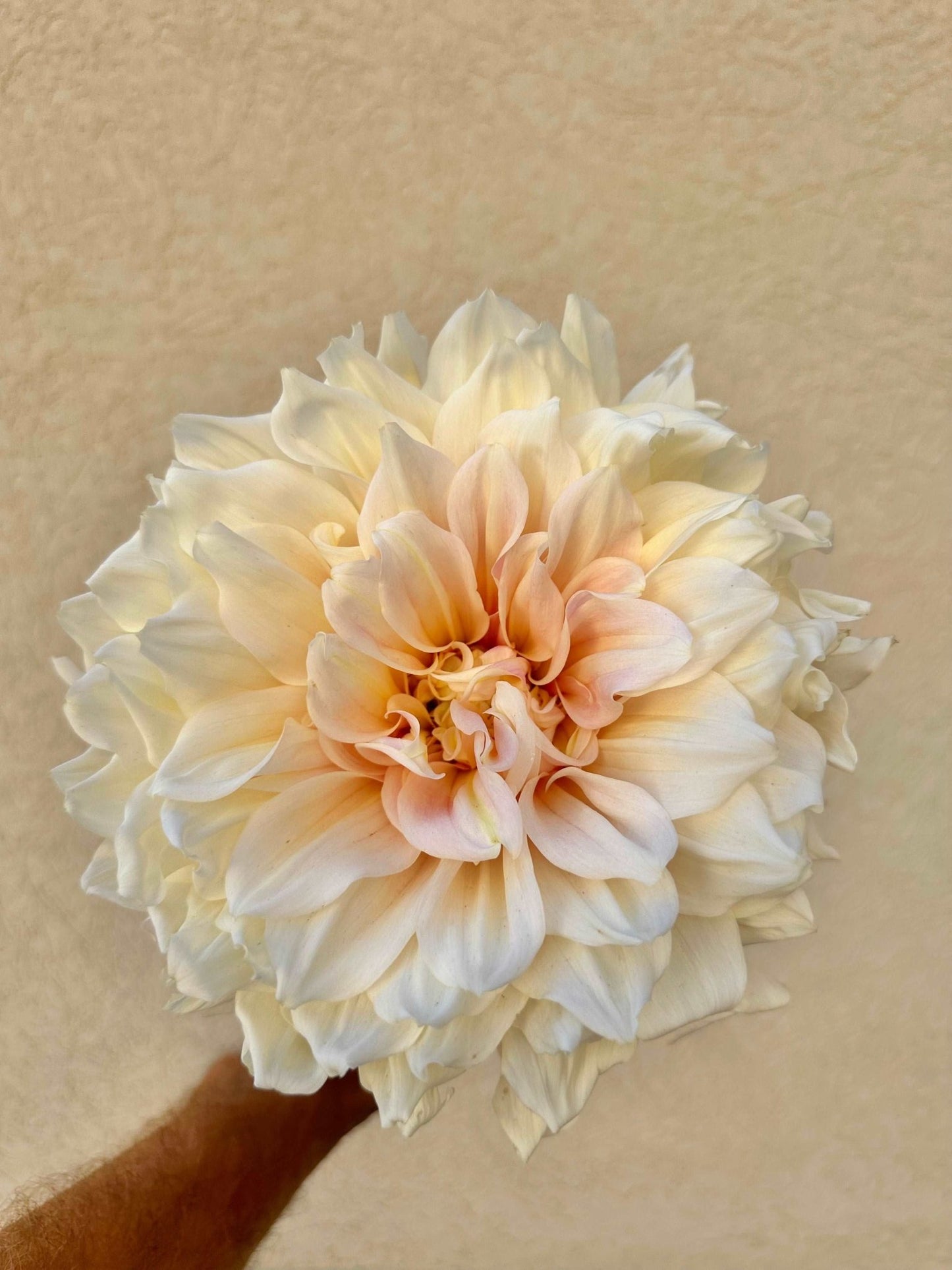 Large dahlia flower - Pedaling Petals
