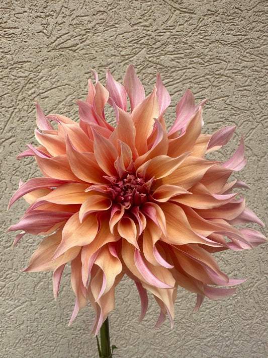 Large dahlia flower - Pedaling Petals