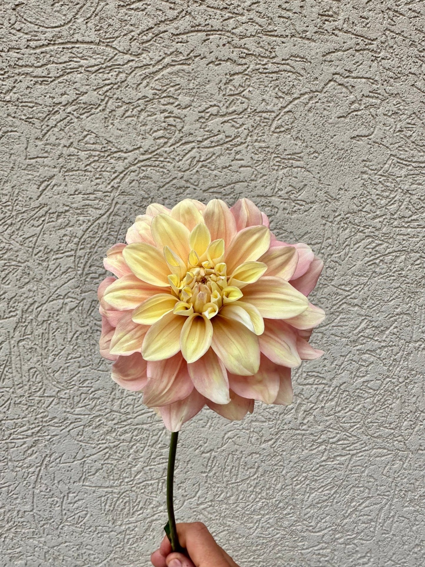 Lee's Chalks Alot dahlia tuber - Pedaling Petals