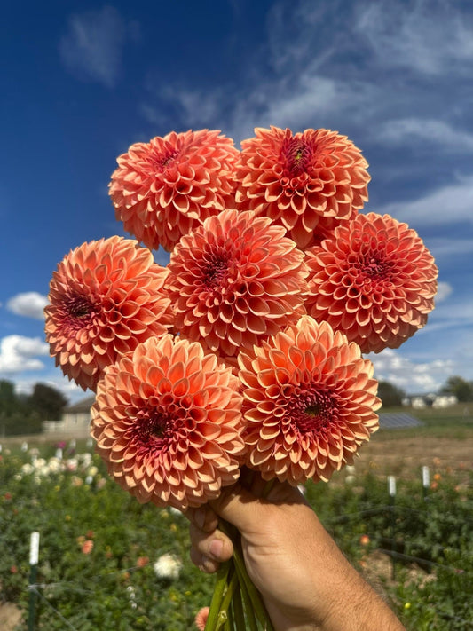 Lee's James dahlia tuber - Pedaling Petals