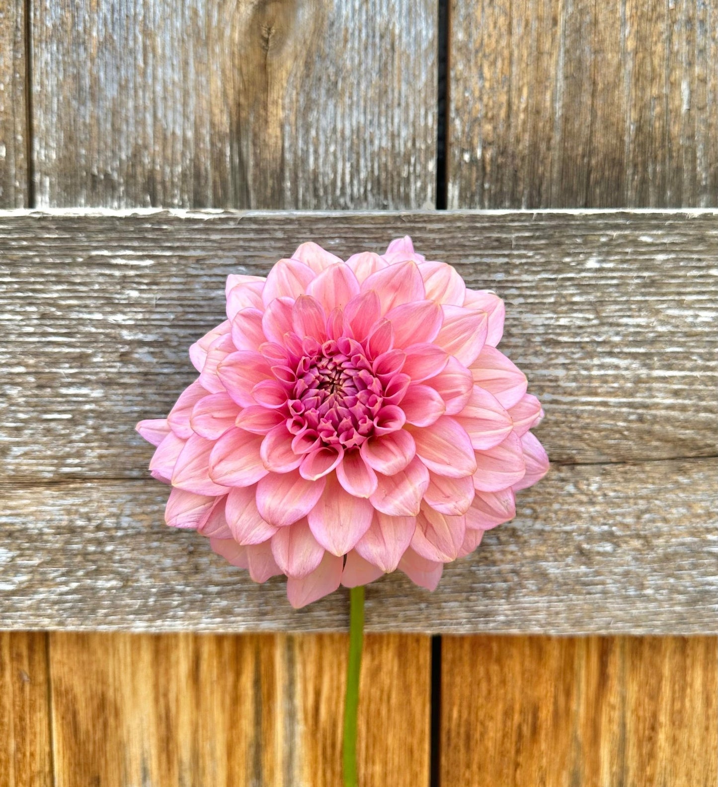 Levi’s Bubblegum dahlia cutting - Pedaling Petals