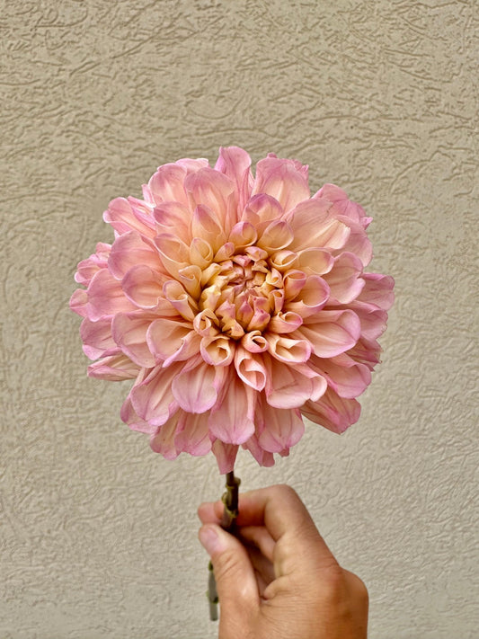 Levi’s Revenant dahlia cutting - Pedaling Petals