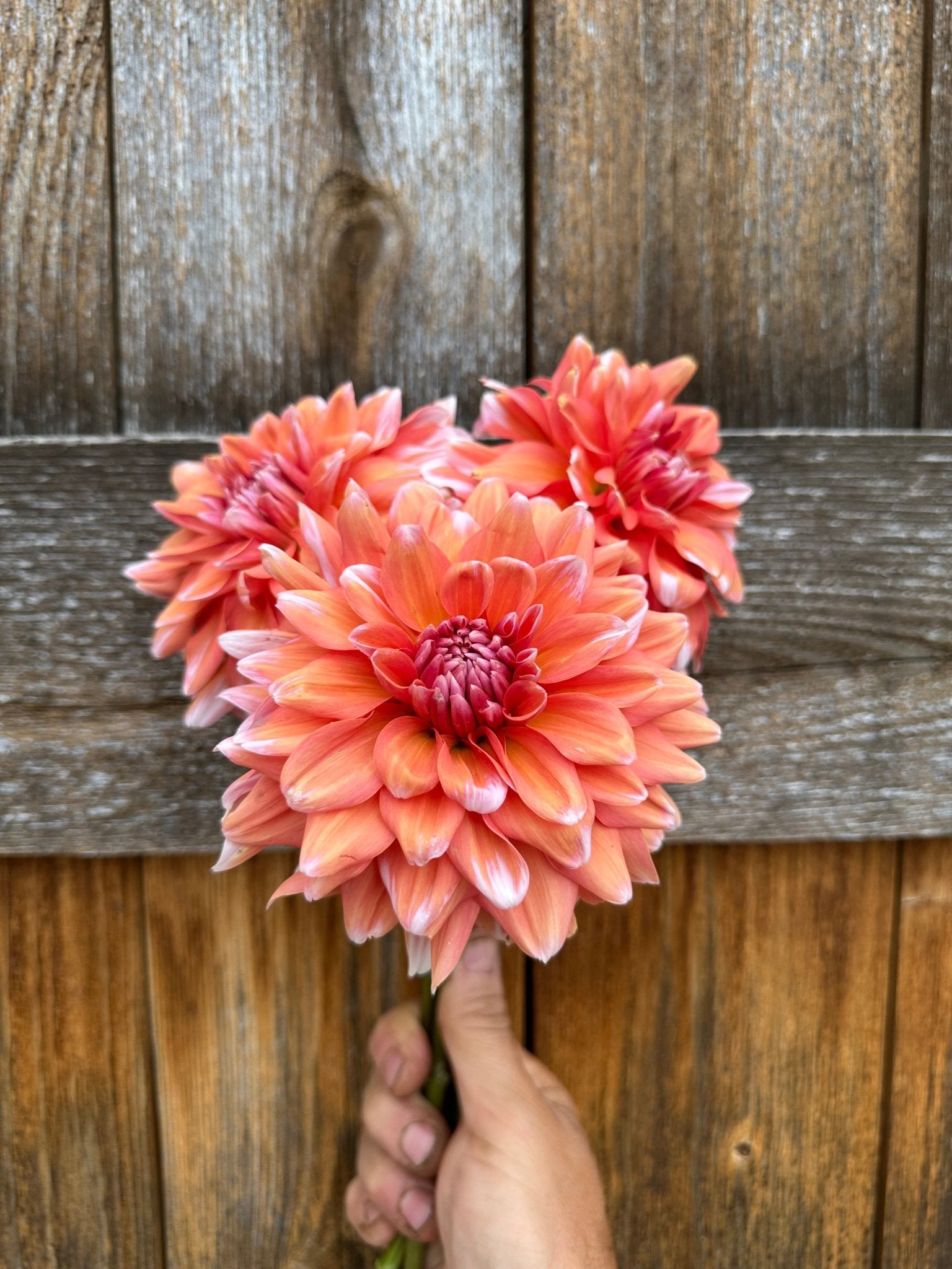 Linda's Esther dahlia tubers for sale - Pedaling Petals