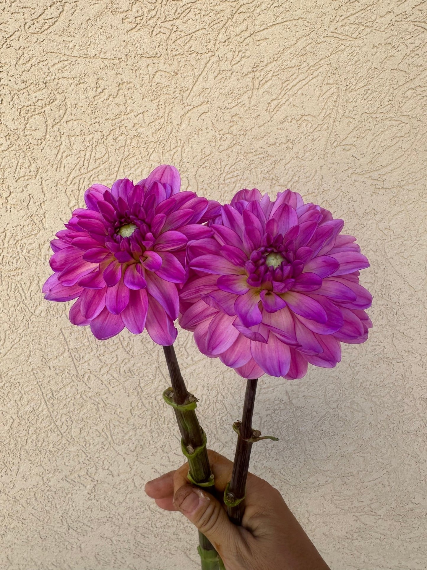 Little Blessings dahlia - Pedaling Petals