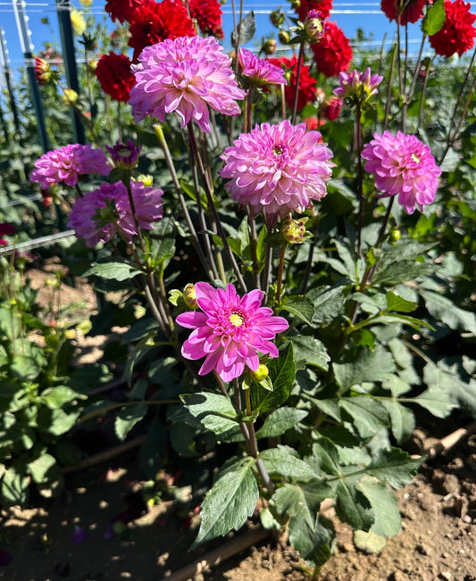 Little Blessings dahlia - Pedaling Petals