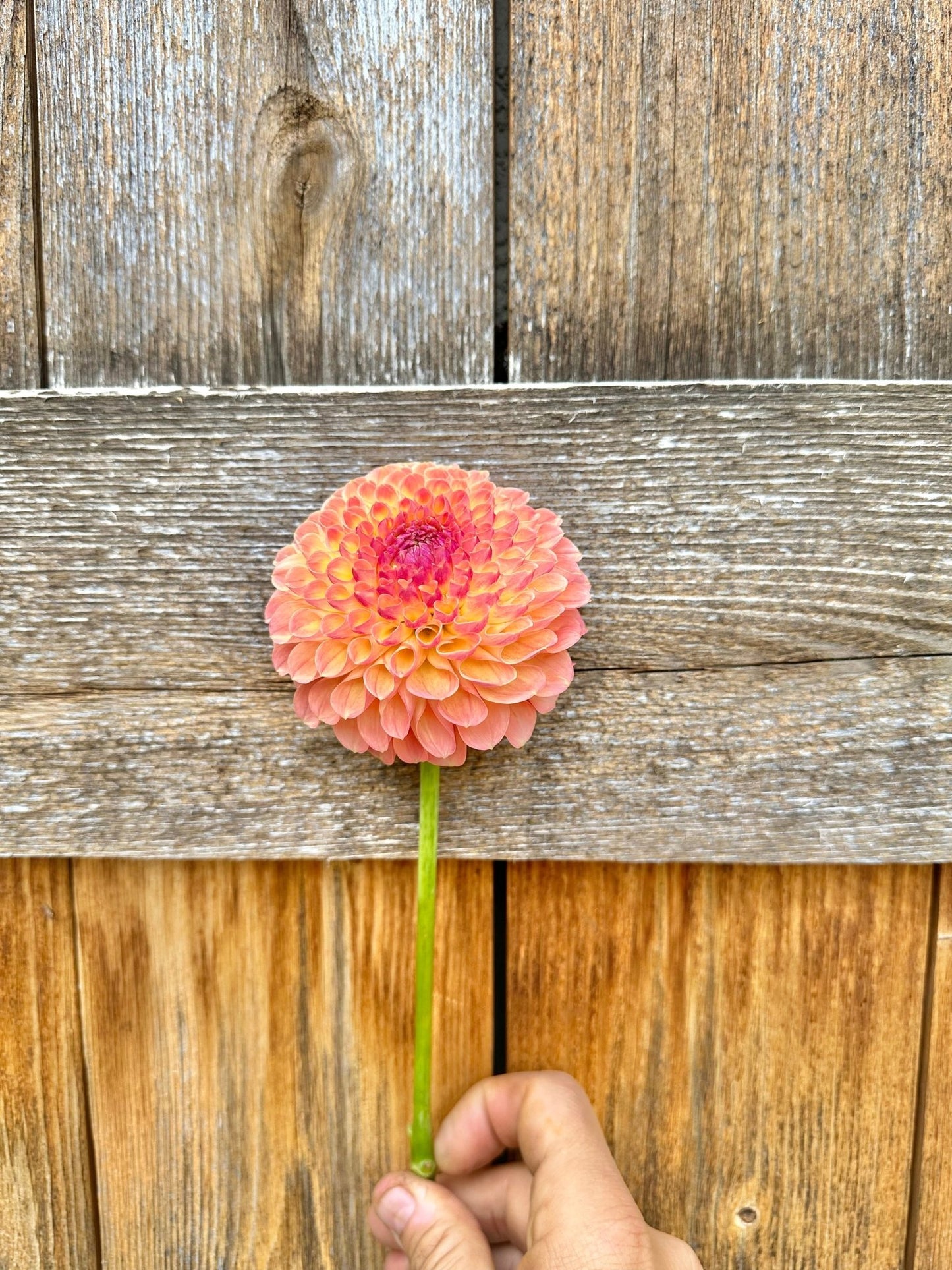 Maarn dahlia - Pedaling Petals