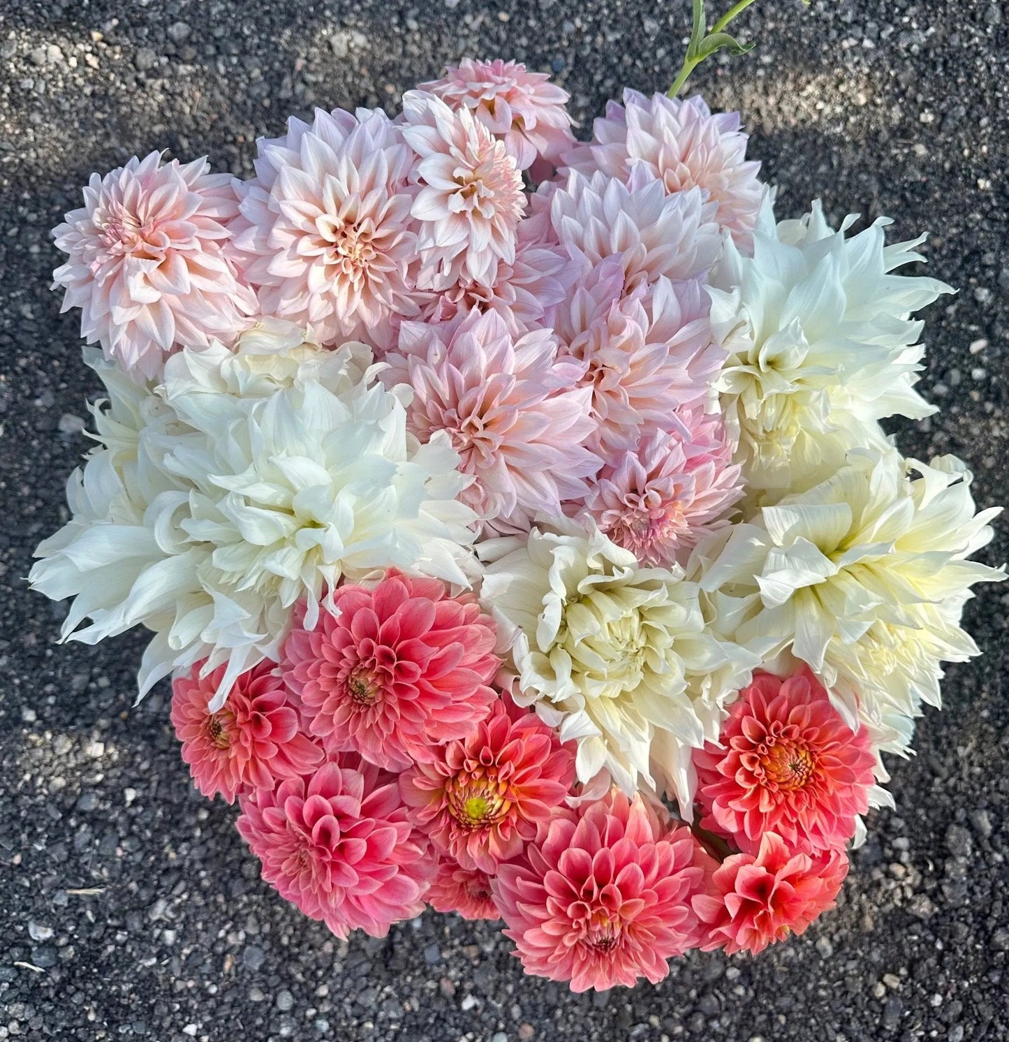 Medium sized dahlia bloom - Pedaling Petals