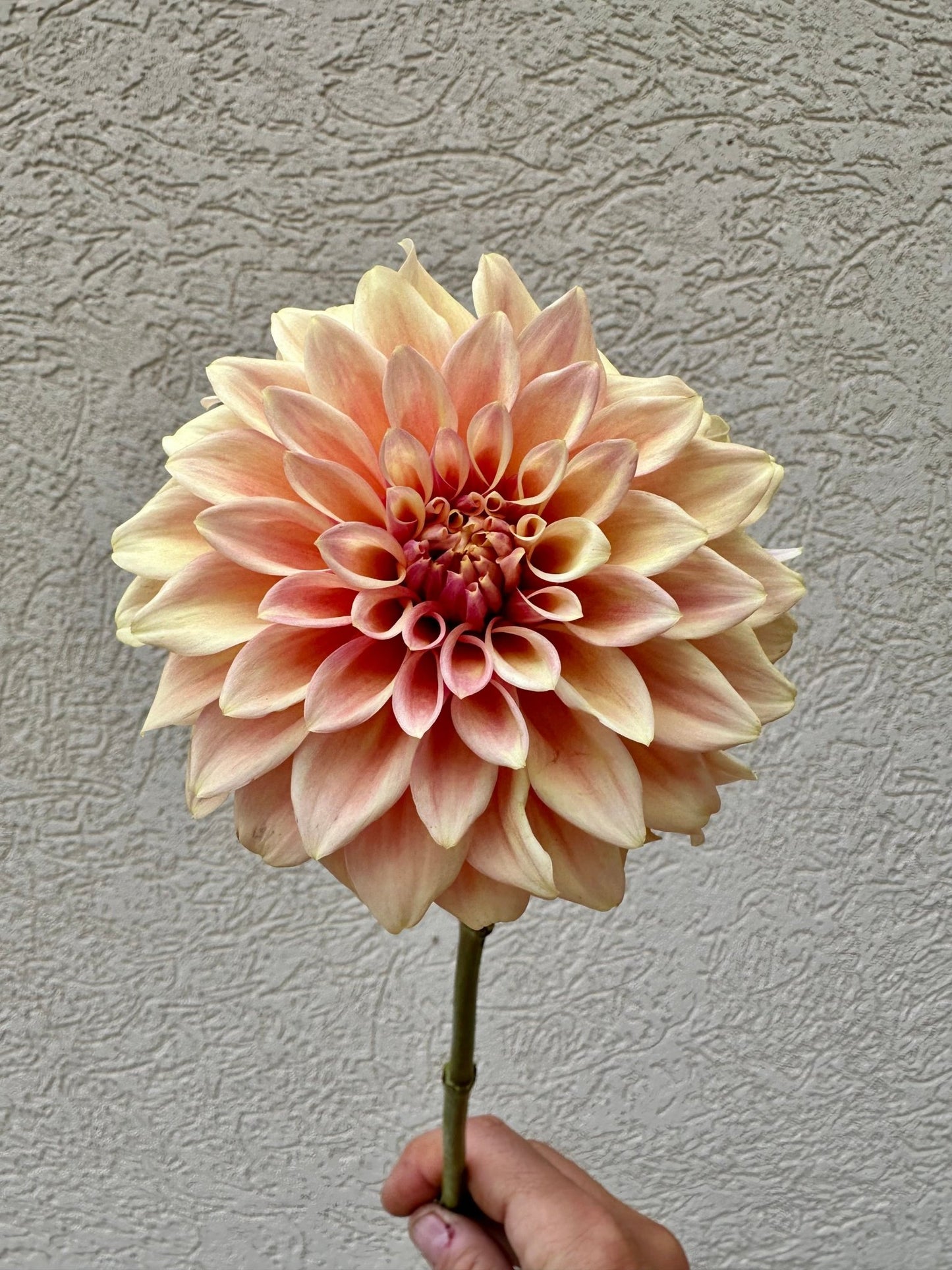 Miss Amara dahlia tuber - Pedaling Petals