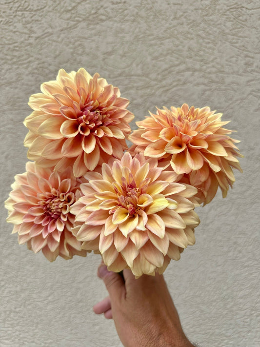 Miss Amara dahlia tuber - Pedaling Petals