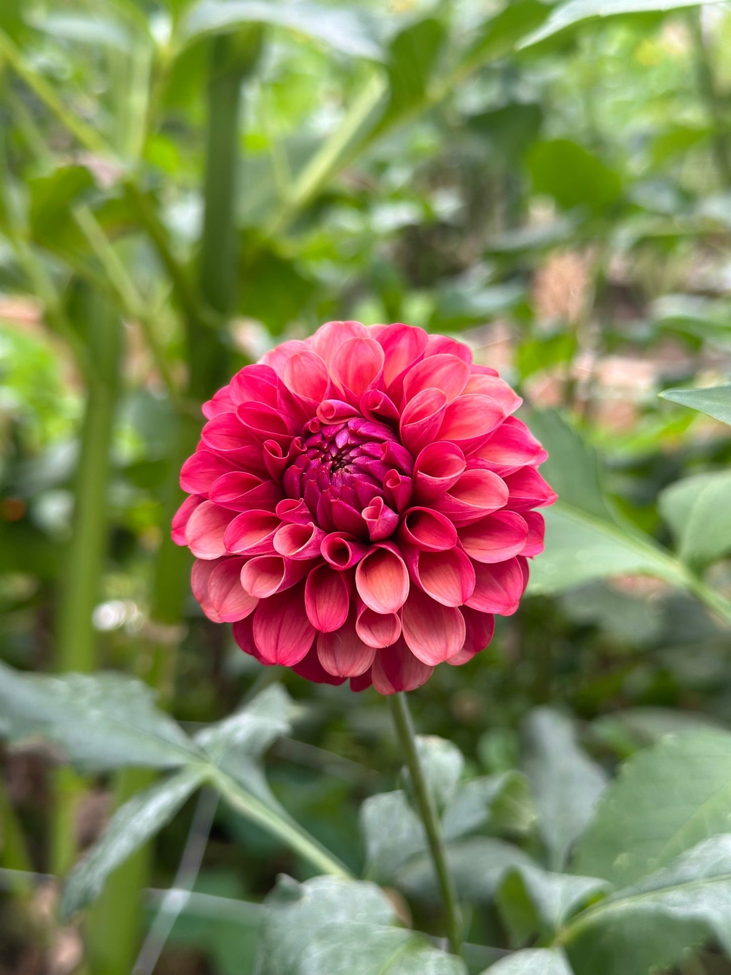 Mission Gypsy dahlia tuber - Pedaling Petals
