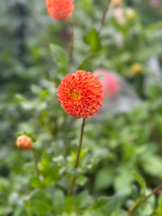 Ms Kennedy dahlia tuber - Pedaling Petals
